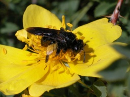 Andrena pilipes Fabricius (Andrenidae, Kazakhstan)
